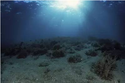 人类污染物已达太平洋最深处,危及深海生物